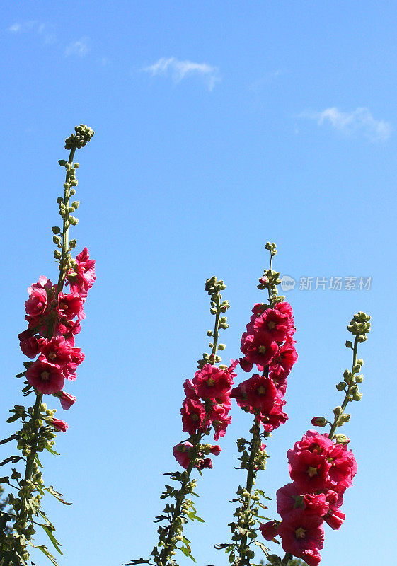 粉红色/红色蜀葵花/两年生